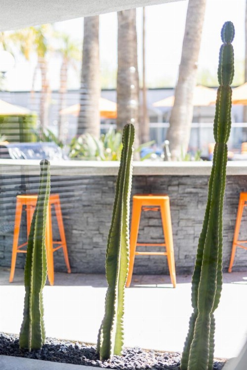 The Palm Springs Hotel - image 13
