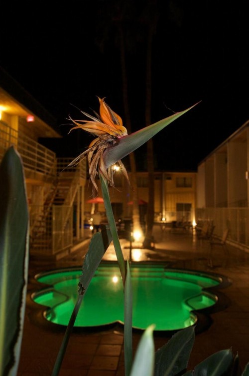 Delos Reyes Palm Springs - image 18