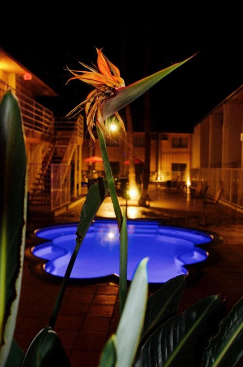 Delos Reyes Palm Springs - image 19