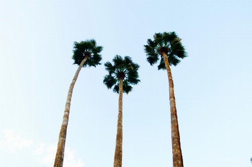 Delos Reyes Palm Springs - image 23
