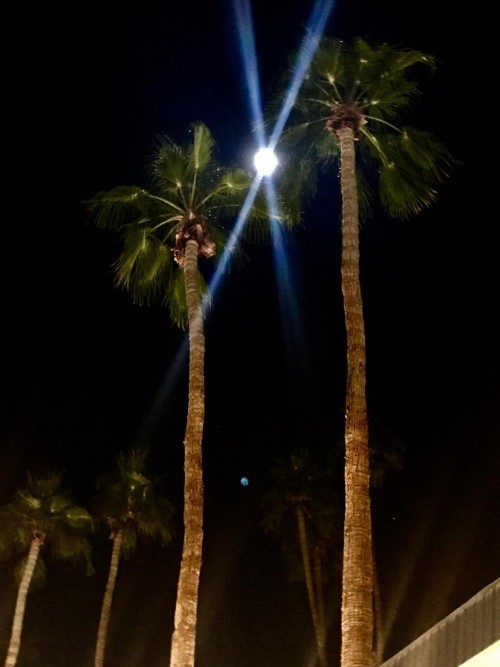 Delos Reyes Palm Springs - image 36