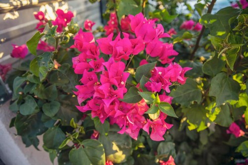 Inn at Palm Springs - image 11