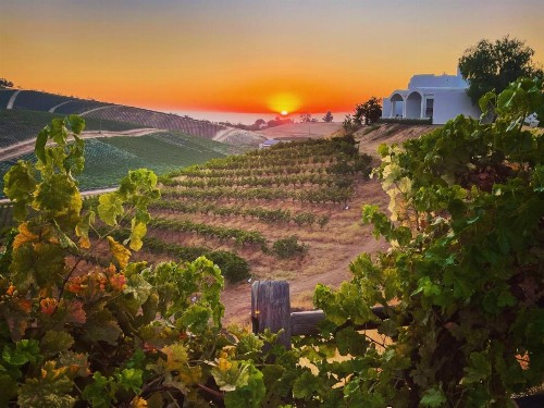 Manucci Winery- Wild Coyote B&B - image 2