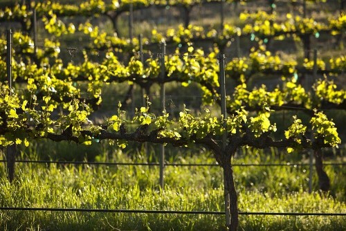 Dunning Vineyards Guest Villa - image 22