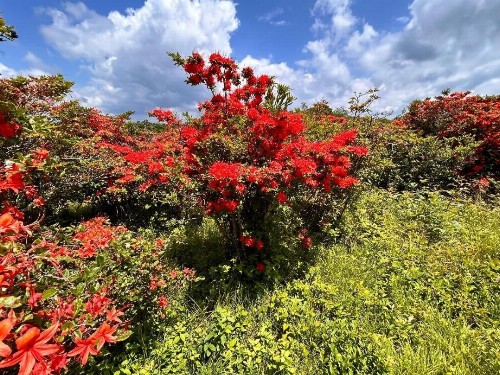 Emerald Woods - image 18