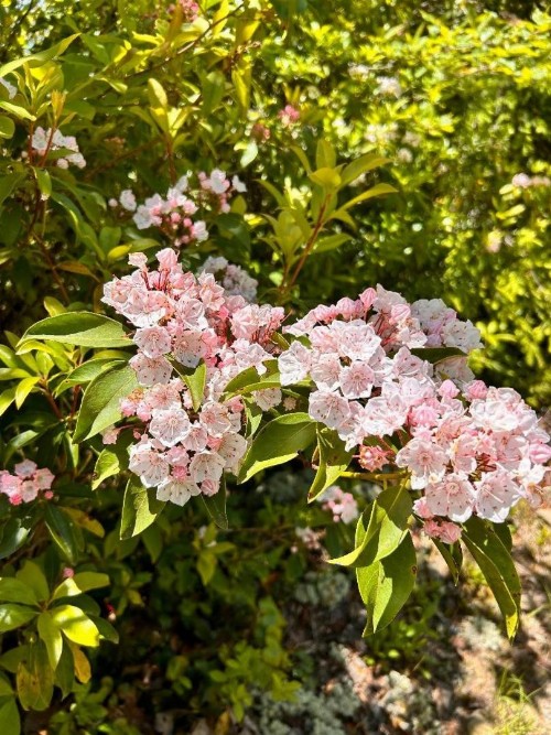 Emerald Woods - image 24