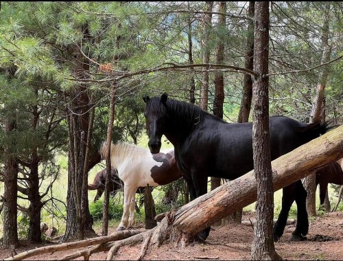 Emerald Woods - image 26