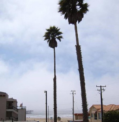 Motel 6 Pismo Beach - Pacific Ocean - image 12