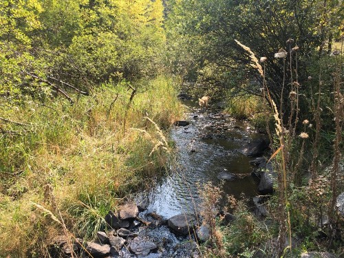 Priceless Black Hills View - image 14