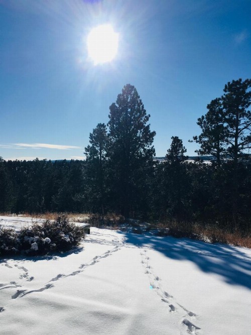 Priceless Black Hills View - image 19
