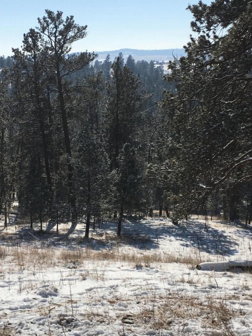 Priceless Black Hills View - image 36