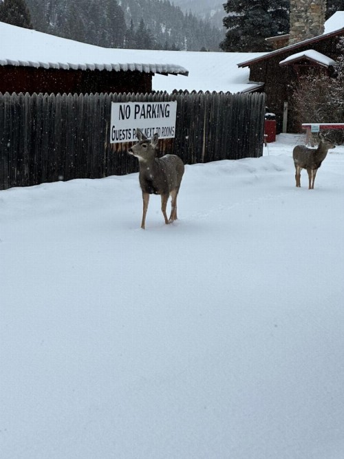 Deer Lodge - image 14