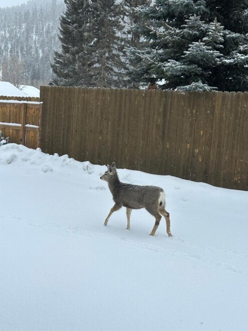 Deer Lodge - image 26