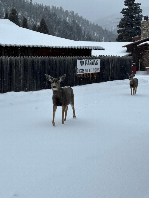 Deer Lodge - image 29