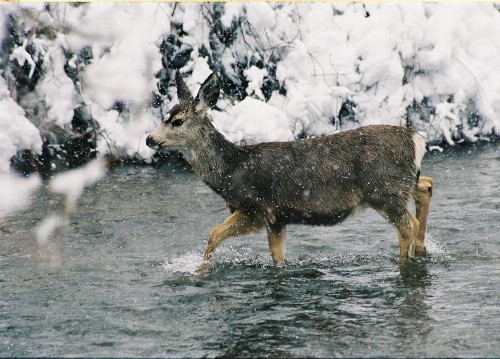 Copper King Lodge - image 13