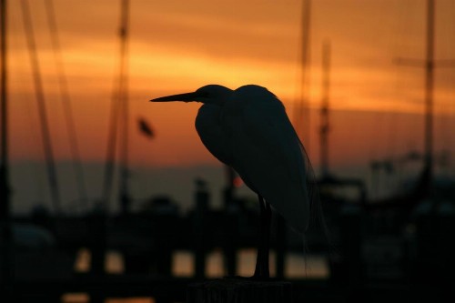 Whooping Crane Manor B & B - image 8