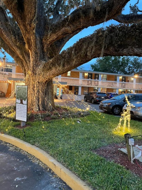 Scottish Inn - Saint Augustine - image 3