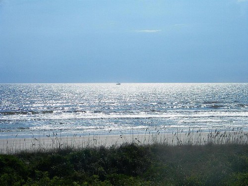 Sand Dollar 2-206 - image 2