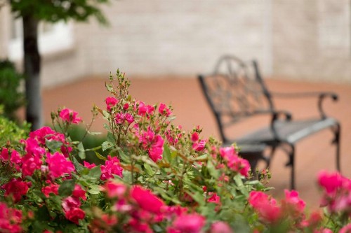 Hilton St. Louis Frontenac - image 18