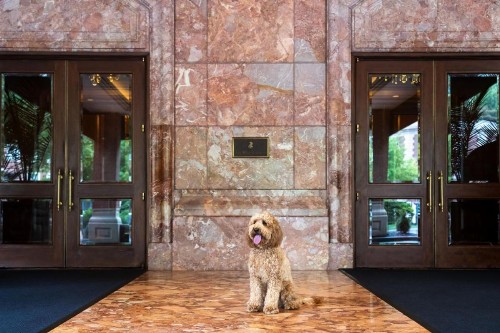 The Ritz-Carlton St. Louis - image 6