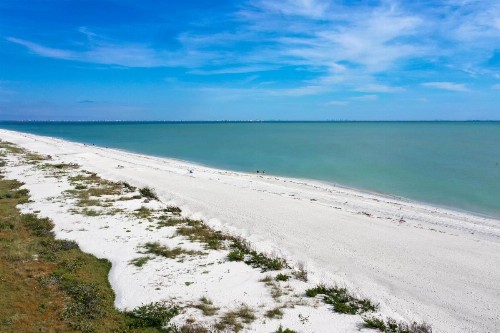 Sanddollar #A202 - image 9