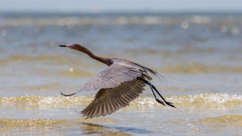 Sandpiper Beach #405 - image 33