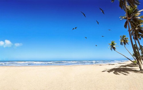 Sanibel Island Beach Resort - image 11