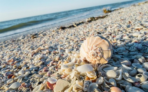 Sanibel Island Beach Resort - image 9