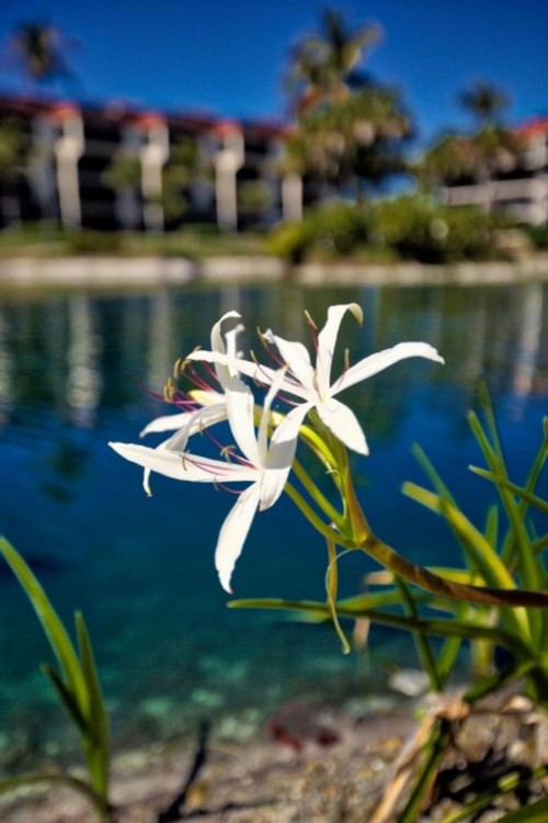 Pointe Santo E21 - image 10