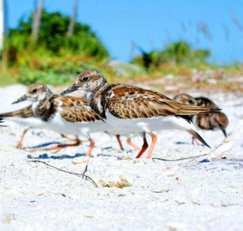 Loggerhead Cay #322 - image 24