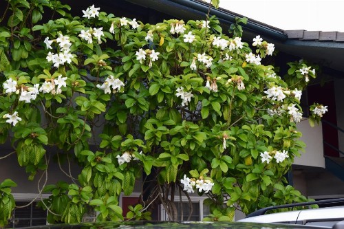 Rose Garden Inn - image 12