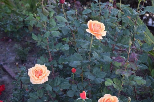 Rose Garden Inn - image 23