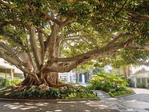 Fairmont Miramar Hotel & Bungalows - image 2