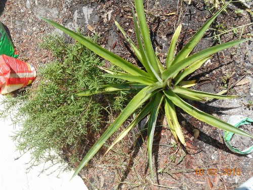 Tropical Fruit Garden - image 36