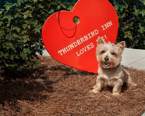 The Thunderbird Inn - image 2
