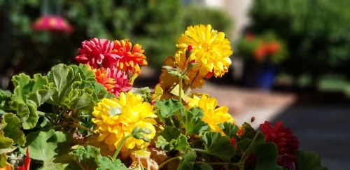 Adobe Hacienda Bed & Breakfast - image 10