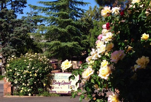 Baby Quail Inn - image 25