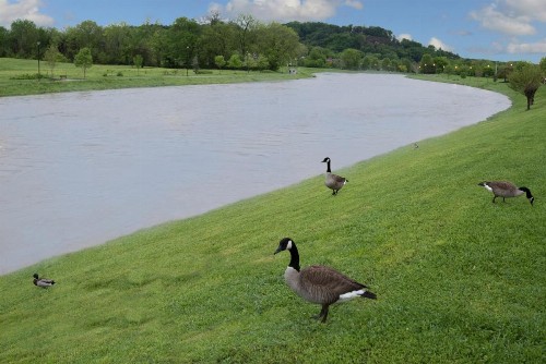 Riverview Inn - Pigeon Forge/Sevierville - image 11
