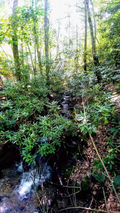 Creek Song - image 5