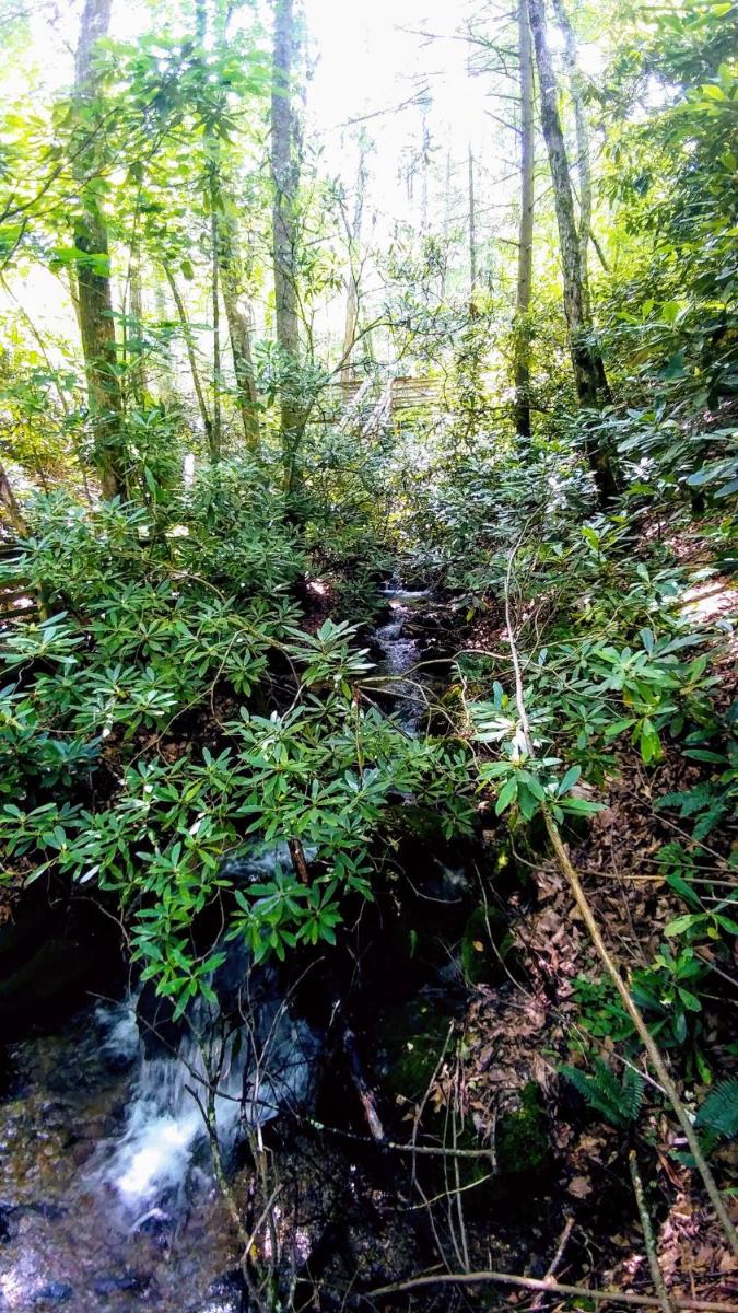 Creek Song - image 5