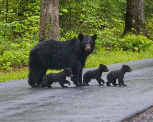 Smoky Mountain Serenity - image 32