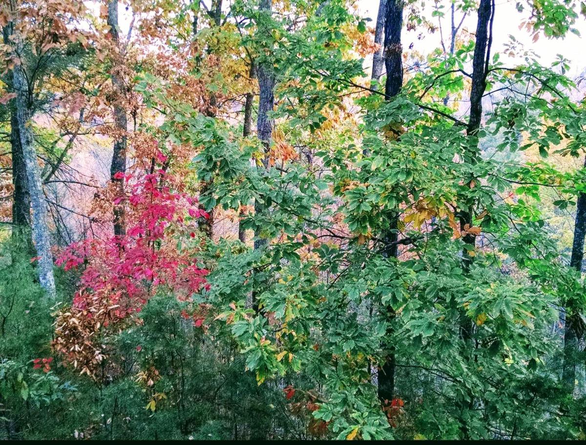 Balsam Mist Lodge - image 4