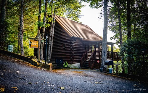 Bear Pause - image 15