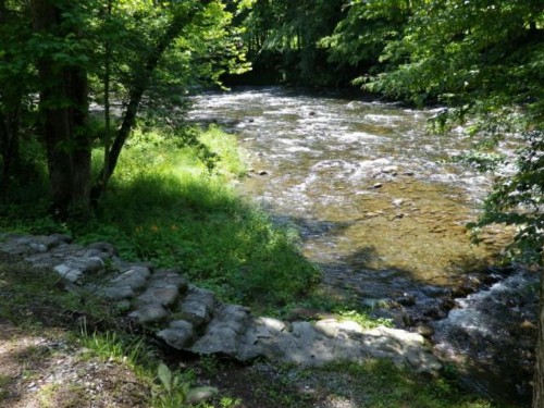 The Briar Patch - image 4