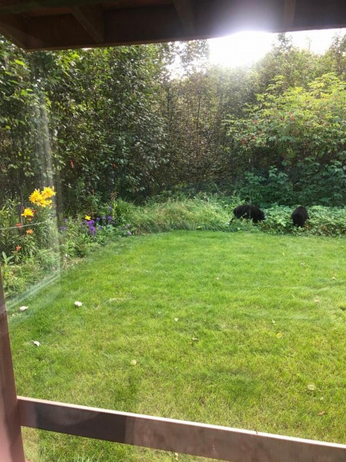 Resurrection River Rentals - image 6