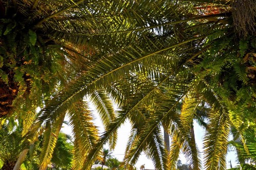 Twin Palms at Siesta - image 42
