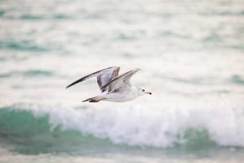 White Sands Walk to Siesta Beach - image 15