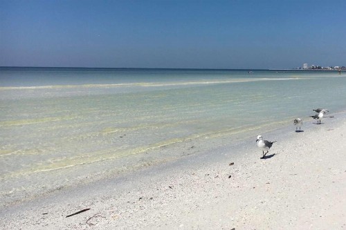 Blue Mermaid on Siesta Key - image 14