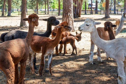 Best Western Ponderosa Lodge - image 18
