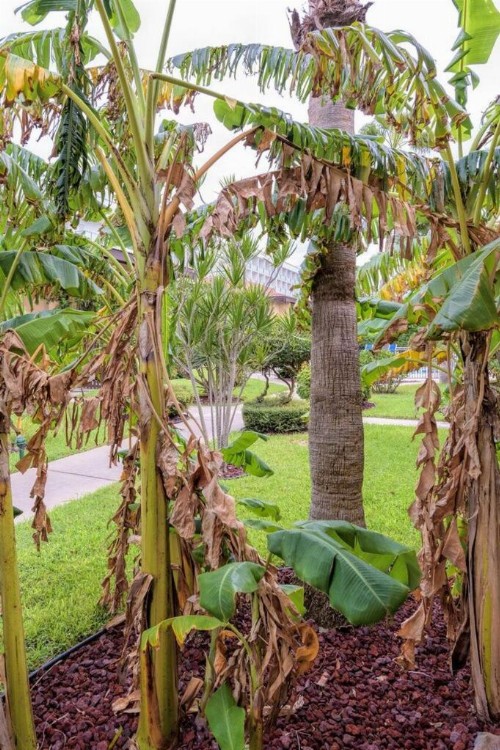 Tiki 159 - image 14